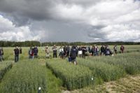En stor skara jordbrukare besökte sortförsöken på Stor-Sarvlaks gård i Lovisa.