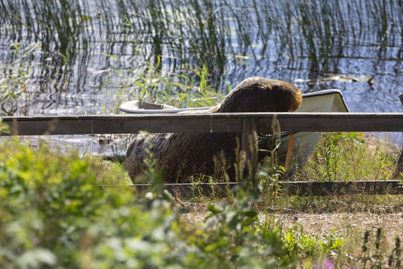 Här, på en strand i Fredrikshamn, sågs valrossen till för första gången i fredags.