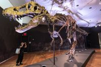 Fossil av Tyrannosaurus rex. Liksom andra mycket stora rovdinosaurier hade den ett massivt huvud och pyttesmå armar. (AP Photo/Mary Altaffer).