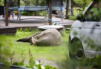 På tisdagen gjorde valrossen ett besök i en trädgård i Kotka, senare fattades beslutet att flytta djuret till Högholmens zoo där det också finns ett djursjukhus för exotiska och vilda djur.