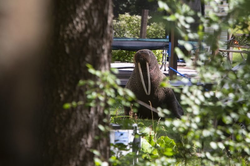Valrossen kravlade 150 meter på torra land från en närliggande å för att ta sig till bakgården i Kotka.