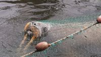 Valrossen Stena gick bort under tisdagskvällen efter att påfrestningarna från den främmande miljön och transporten till Högholmens djurpark blev för stora. Den här bilden togs när Stena fastnat i ett fiskenät i Kotka.