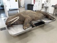Valrossen Stenas färd i Finska viken fick ett trist slut på Livsmedelsverkets obduktionsbord i juli 2022.