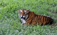 Tigrarna i Asien har ökat med 40 procent sedan 2010, men nästan hela ökningen har skett i ett enda land - Indien. Tigern på bilden är fotograferad i nationalparken Bannerghatta i delstaten Karnataka i södra Indien.