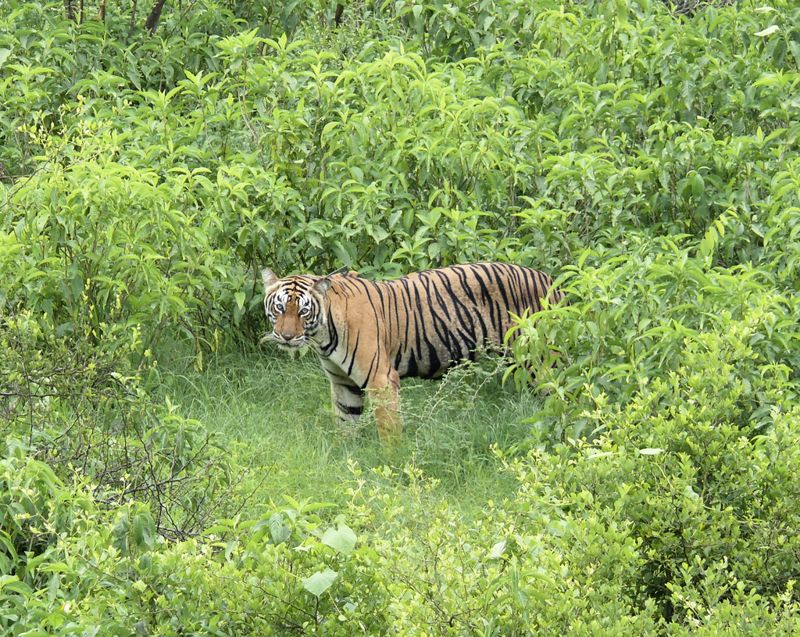 Tigerhona i nationalparken Sariska i delstaten Rajasthan i Indien. Indien har nu cirka 3|000 tigrar, två tredjedelar av hela världspopulationen.