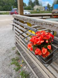 Box café & grills blommor lämnades inte i fred den här sommaren heller.