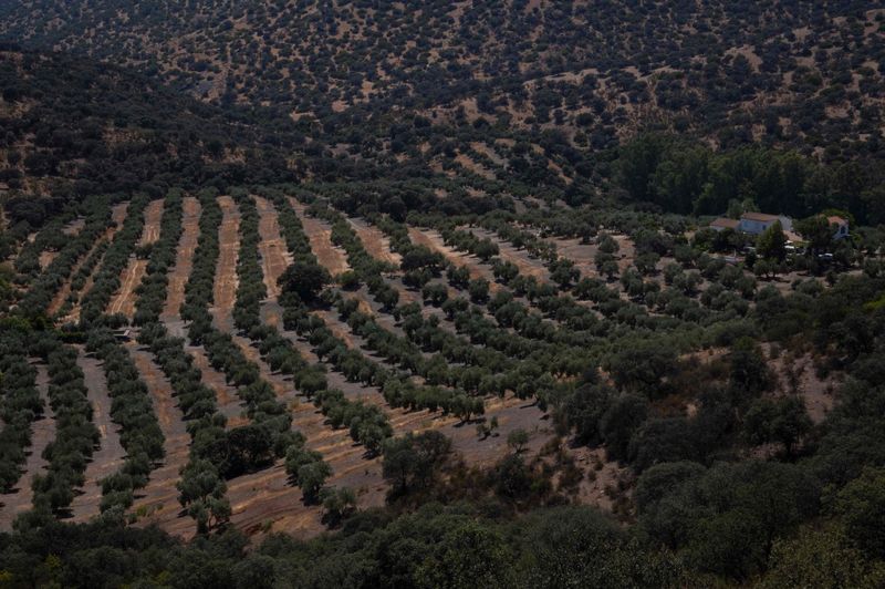 Olivskörden från odlingarna i Andalusien kan minska med närmare hälften på grund av torkan.