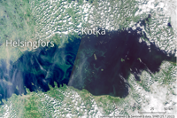 Förekomsterna av cyanobakterier i Finska viken är koncentrerade till väster om ön Hogland. Satellitbilden är tagen måndagen den 25 juli.