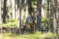 Skogsrenen är ändå inte ännu så stark som man kunde hoppas. I hela världen finns bara ungefär 5000 individer; 2900 i Finland, resten i ryska Karelen.