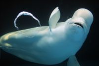 Vitval, eller beluga, lever i arktiska vatten. Detta exemplar fotades dock vid ett akvarium i japanska Kamogawa. Arkivbild.