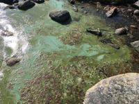 Döda cyanobakterier färgar vattnet turkost till följd av ett färgpigmentet i bakterierna. Arkivbild.