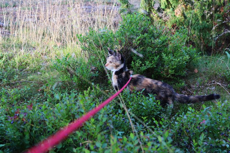 Det lönar sig hålla sin katt kopplad och inte låta den äventyra på egen hand, speciellt inte om man vet att huggormar trivs på området.