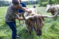 Boskapsuppfödaren och jordbrukaren Philipp Mayer fäster ett halsband utrustad med GPS på kossan Meeri, den första kon i Finland som testar virtuellt stängsel.