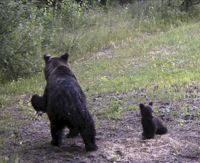 Polisens bild på björnhonan. Bilden är tagen den 8 juli 2021.