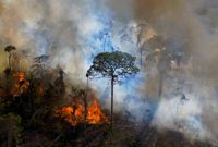 Skogsbrand i Amazonas i Brasilien, där artrikedomen är enorm, men avverkningstakten ohållbar.