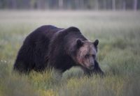 Årets jaktsäsong resulterade i avsevärt färre fällda björnar än förra året. Arkivbild från en djurpark i Kuusamo.