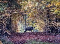 Att stöta på ett vildsvin i skogen är ovanligt, men det gäller ändå att tänka efter – särskilt om man har hund med sig. Arkivbild.