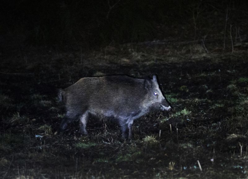 Vildsvin är nästan bara ute på nätterna. Arkivbild.