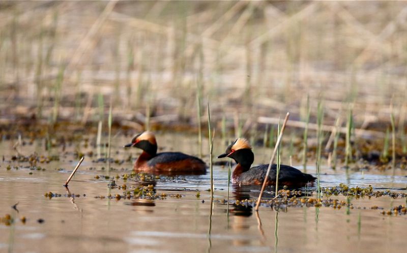 Svarthakedoppingen har backat med tre fjärdedelar på 37 år men utvecklingen har varit stabilare de senaste tio åren. I Finland utgörs det häckande beståndet numera av 1200–1700 par, enligt den senaste fågelatlasen.