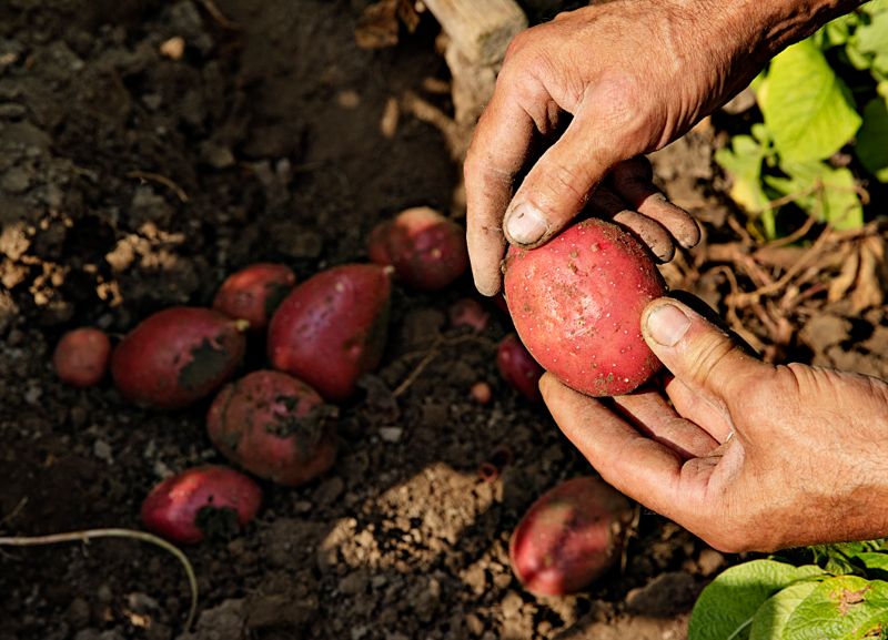 En av årets nykomlingar i parets potatisåker – Baltic Rose, som påminner om sorten Rosamunda med sitt röda skal.