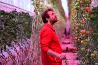 Var femte tomat odlas i Patrik Siggs växthus. Men den här vintern blir det inga tomater – energipriserna är för dyra.