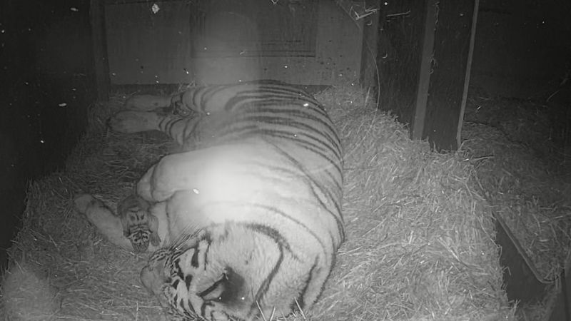 Tigerungarna föddes natten till söndagen. Tidigaste när de är en månad gamla kontrollerar personalen dem närmare, vilket kön ungarna är är till exempel ännu okänt.