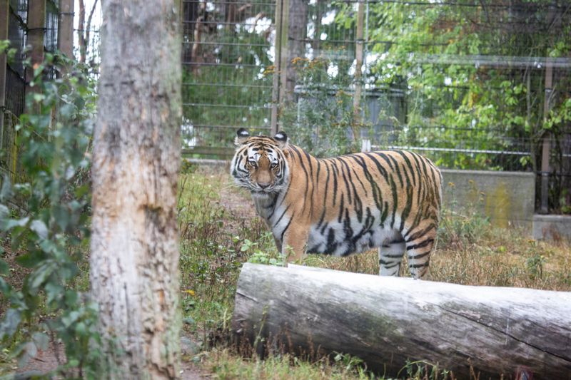 Amurtigern, eller sibirisk tiger, är mycket sällsynt. På Högholmen finns två par.