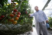 Släcker ljuset – inga tomater i vinter. Mindaugas Krasaukas, platschef på Nordic Greens i Trelleborg, i den del av växthusen där man har vinterbelysning och nyligen investerat tre miljoner kronor för att omgivningen inte ska störas av det rosa ljus som läckt ut i vinternatten tidigare.