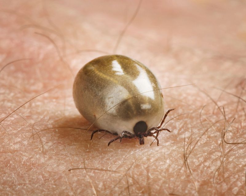 Det vaccin som nu utvecklas för att minska borreliosfallen får inte fästingen att släppa greppet, men ska neutralisera bakterien den bär med sig.