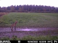 De mest kvalificerade gissningarna tyder på att katten på bilden är en savannah, en korsning mellan serval och tamkatt. De flesta savannah-katterna är förbjudna i Finland.