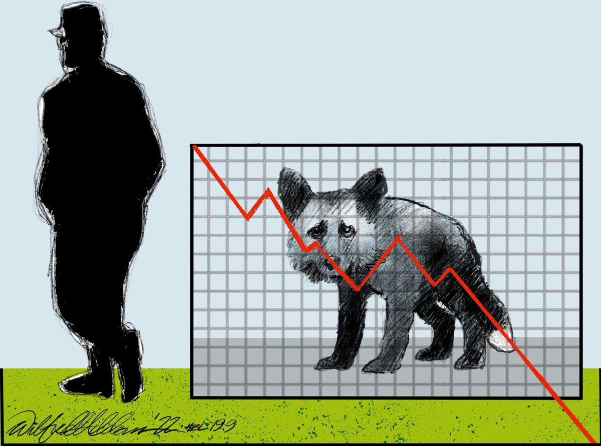 På Saga Furs auktion i början av september såldes blårävsskinn till ett pris som ytterligare bidrar till näringens nedgång.