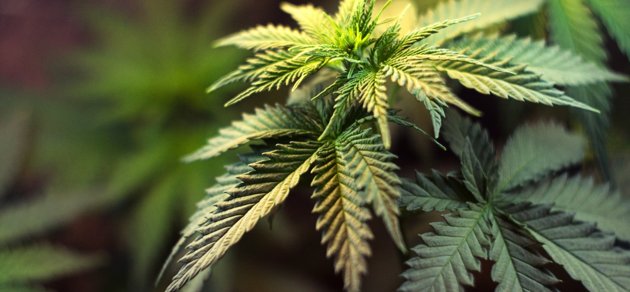 Den dömde 34-åringen menade att han hade tänkt använda de beslagtagna cannabisplantorna som ingrediens när han bakar.