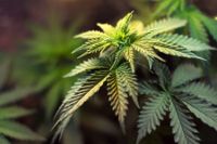 Den dömde 34-åringen menade att han hade tänkt använda de beslagtagna cannabisplantorna som ingrediens när han bakar.