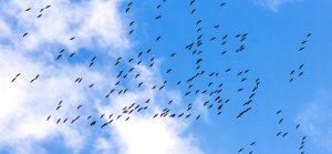 Totalt observerade man 194 tranplogar av vilka den största bestod av 850 fåglar.