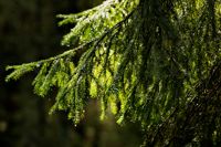 Demonstranterna vill att regeringen omedelbart skyddar alla naturskogar och urskogar på statsägd mark.