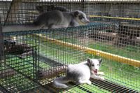 Vita blårävar på pälsfarm. 73 procent av finländarna motsätter sig näringen i sin nuvarande form, medan 50 procent stödjer den. Hur går det ihop? Det beror på att olika enkäter ställer frågan på olika sätt.