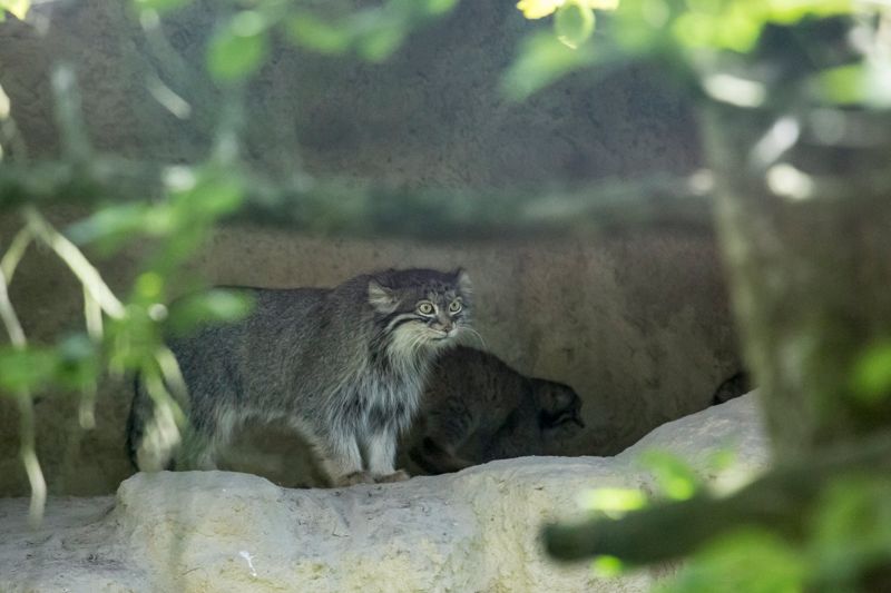 Pallaskatten liknar en vanlig tamkatt, men har kortare ben och tjockare päls. I vilt tillstånd påträffar man den säkrast på höglandet i Mongoliet, där den rör sig i terrängen efter mörkrets inbrott.