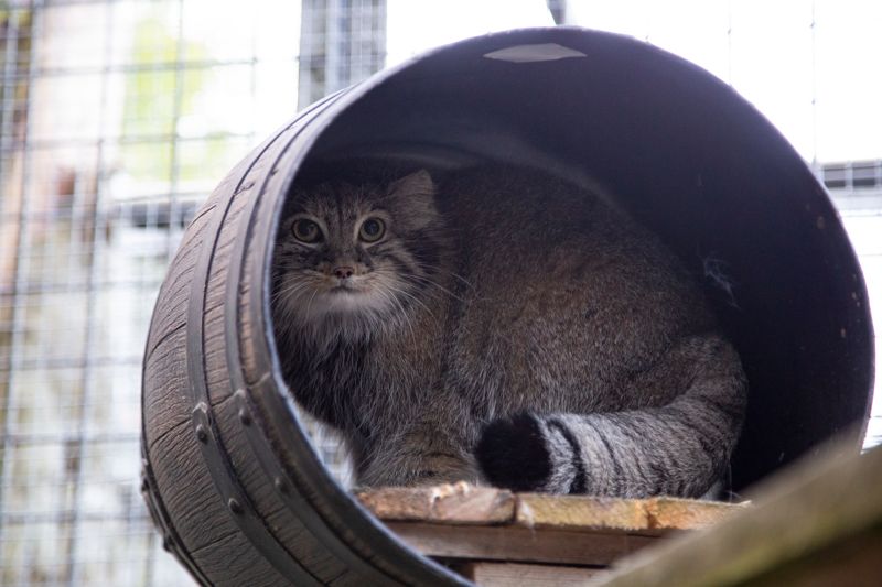 Pallaskatten är en skydd liten vildkatt som helst vilar i sitt bo om dagen, och beger sig ut på upptäcktsfärder när skymningen faller.