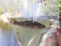 Amursömnfisken har introducerats till tjärnen i Finland avsiktligt. Därför går man inte ut i offentligheten med tjärnens exakta läge.