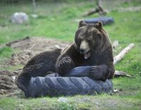 Det finns sex björnar i storviltscentret i Kuusamo. De är födda i fångenskap och vana vid människor, så de kan inte släppas ut i naturen. Nu börjar arbetet med att hitta andra djurparker som kan ta emot djuren.