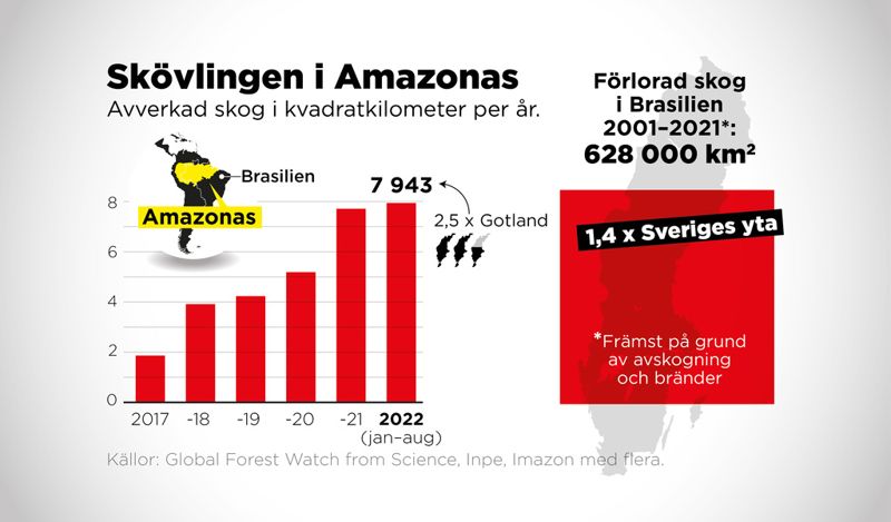 Hittills i år har 7 943 kvadratkilometer skog avverkats i Amazonas, ett område två och en halv gånger så stort som Gotland.