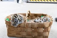 Tigerungarna på sitt första besök till veterinären. 