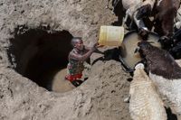 En kvinna i Turkana i Kenya hämtar vatten till sina getter från en brunn som grävts vid en uttorkad flod. FN varnar för att miljontals människor i Somalia, Etiopien och Kenya riskerar en svältkatastrof för andra gången på drygt tio år.