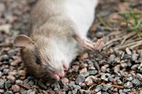 Många råttobservationer har rapporterats i Lovisa.