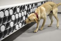 En polishund var till stor hjälp då misstänkta tjuvar greps i Hangö i helgen. På bilden tränar hunden Ukko, som inte har med fallet att göra, i polishundskolan i Tavastehus.