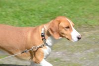 En lösspringande hund kan orsaka stor skada i naturen vid den här tiden på året.