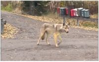 Den så kallade Hindhår-vargen fastnade nyligen på video i Tolkis.Nu har en eller två vargar siktats i Pernå.