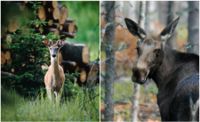 Vitsvanshjort och älg lever i stor utsträckning i samma område och äter liknande föda.