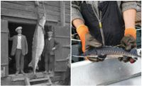 Atlantstören kan bli en riktig baddare. Den största och sista individen som fångats i finska vatten vägde imponerande 152 kilo och drogs upp ur Kumo älv 1914.