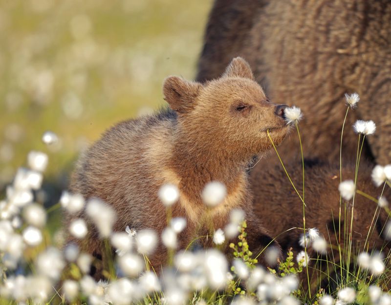 Även bilden "Romantic" är nominerad till årets Comedy Wildlife Photography Award.